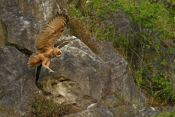Uhu Jungvogel