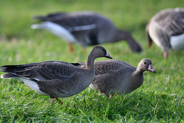 Blässgänse Jungvögel