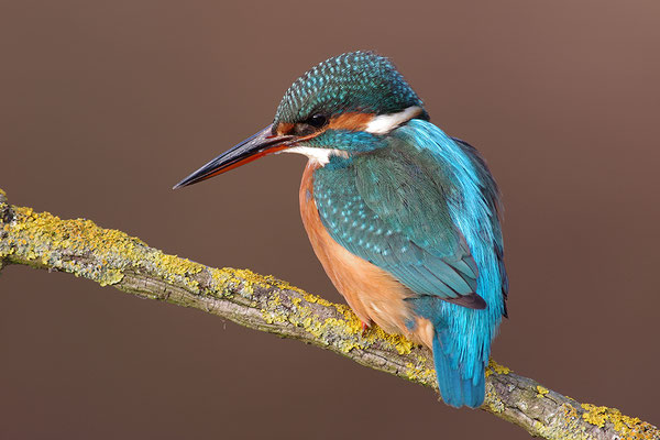 Eisvogel Weibchen