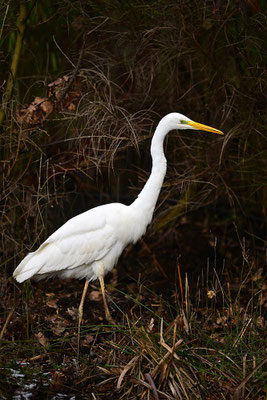 Silberreiher
