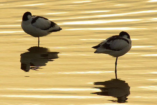 Säbelschnäbler im Abendlicht