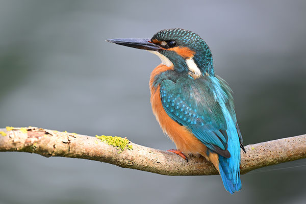 Eisvogel Männchen