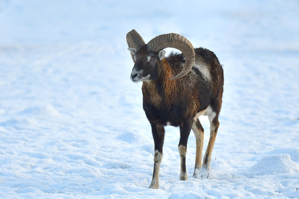 Mufflon