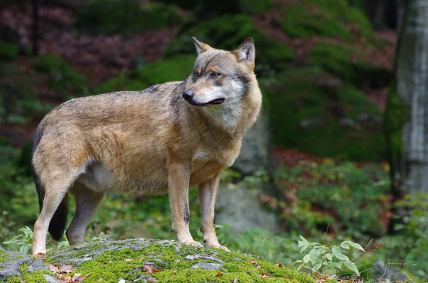 Wolf, Nationalpark Bayrischer Wald Tierfreigelände Neuschönau