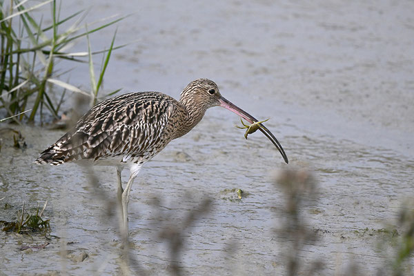 Großer Brachvogel
