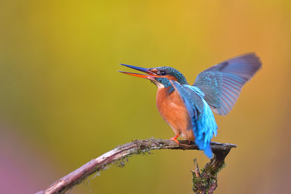 Eisvogel Weibchen