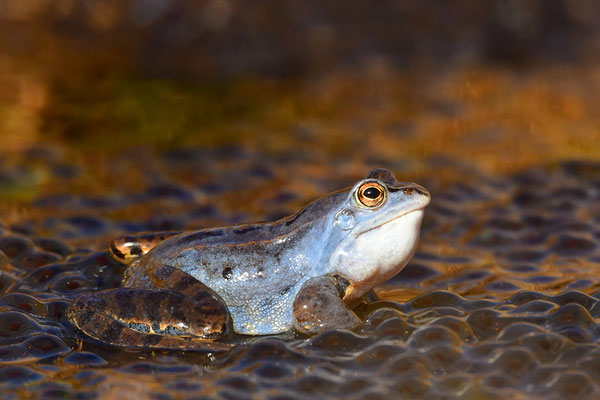 Moorfrosch