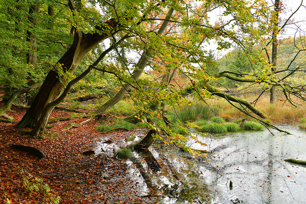 Nationalpark Jasmund