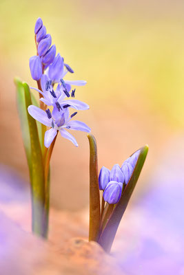 Blaustern