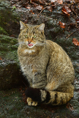 Wildkatze, Nationalpark Bayrischer Wald Tierfreigelände Neuschönau