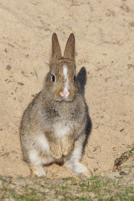 Kaninchen Jungtier