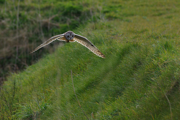 Sumpfohreule im Flug