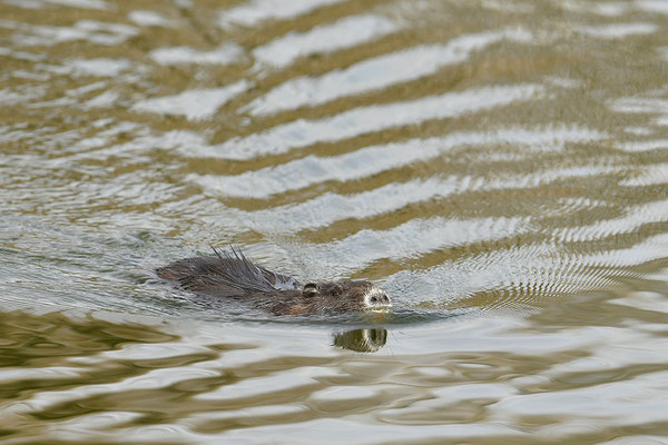 Nutria