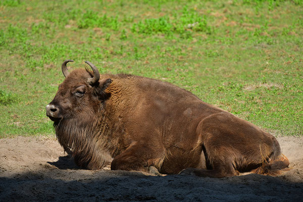Wisent