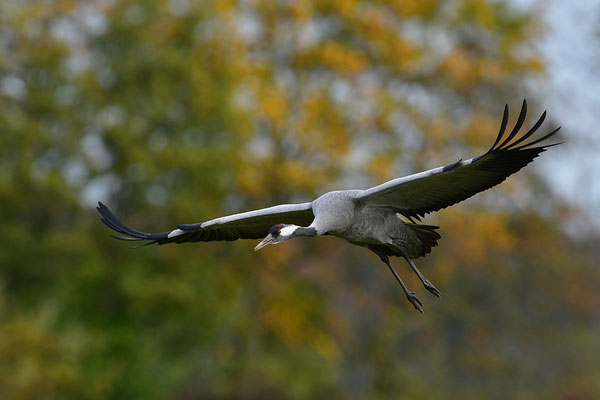 Kranich im Flug