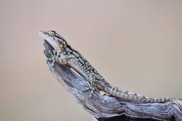 Mauergecko