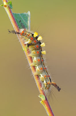Bürstenspinner Raupe