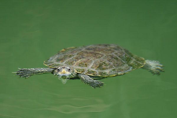Balkan-Bachschildkröte