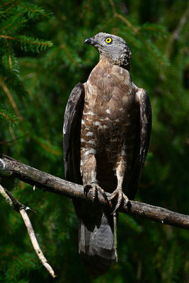 Wespenbussard, Nationalpark Bayrischer Wald Tierfreigelände Neuschönau