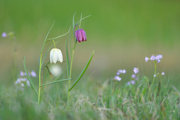 Schachbrettblume