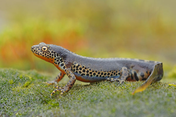 Bergmolch Männchen