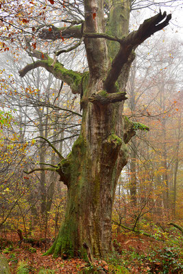 Urwald Sababurg