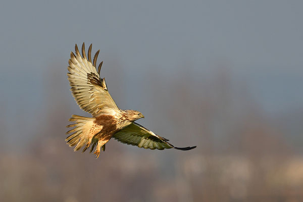 Rauhfußbussard