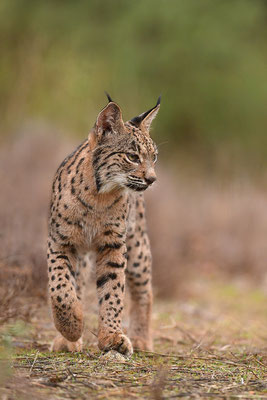Pardelluchs