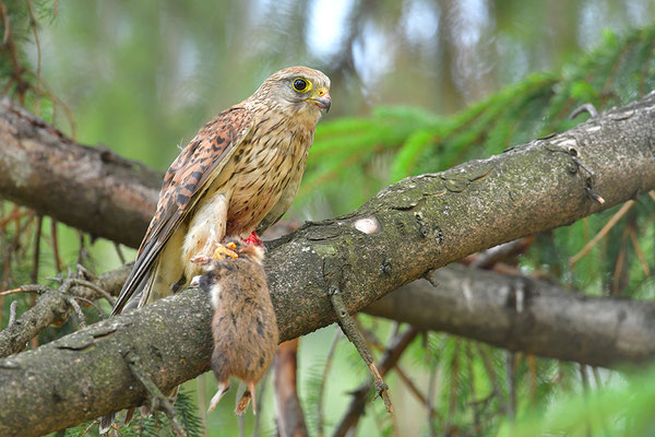Turmfalke mit geschlagenem Feldhamster