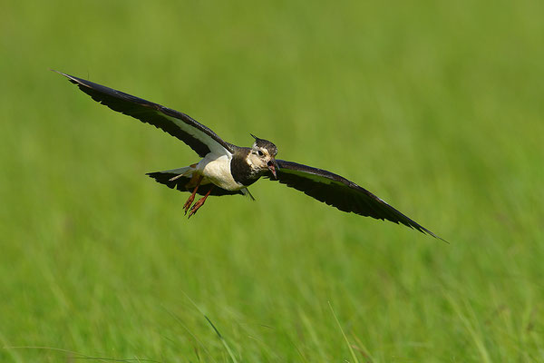 Kiebitz im Flug