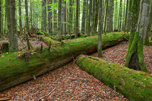 Urwald Bayrischer Wald