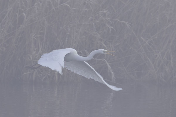 Silberreiher im Flug im Nebel