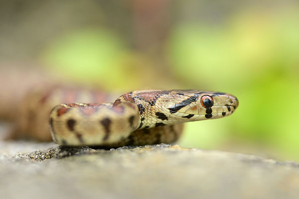 Leopardnatter