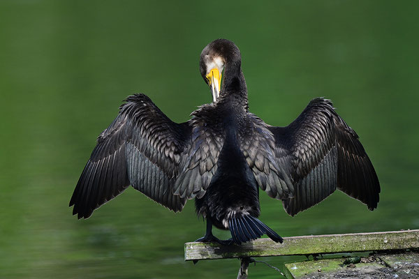 Kormoran