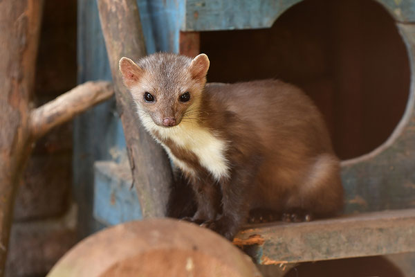 Steinmarder im Otterpark Hankensbüttel