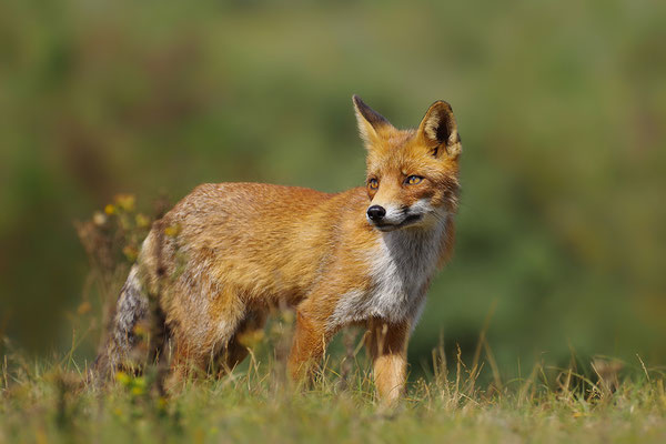 Fuchs