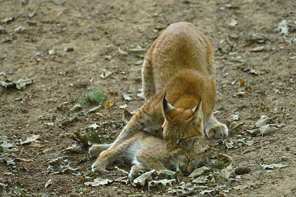 Luchs Mutter mit Jungtier