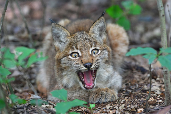 Jungluchs, Tierpark Gangelt