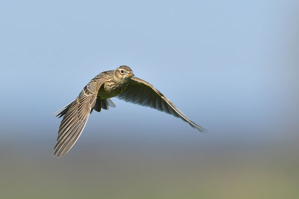 Feldlerche im Flug