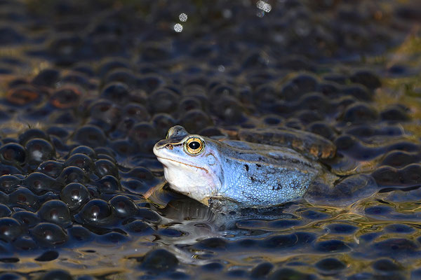 Moorfrosch