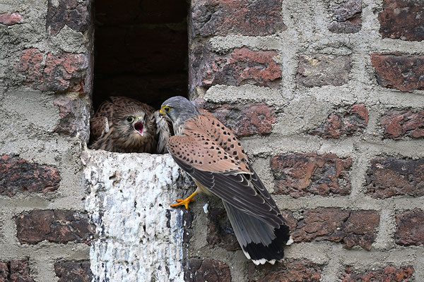 Turmfalke Jungvögel mit Männchen