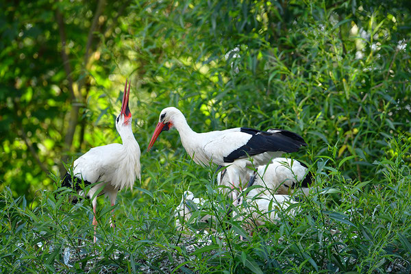 Weißstorch Jungvögel am Nest