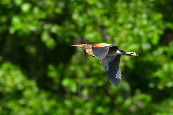 Zwergdommel Weibchen im Flug