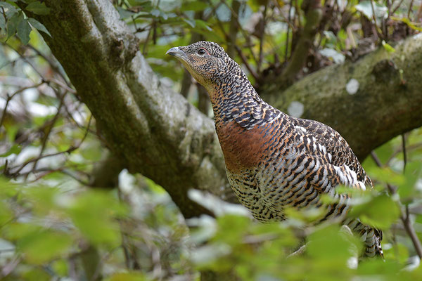 Auerhuhn