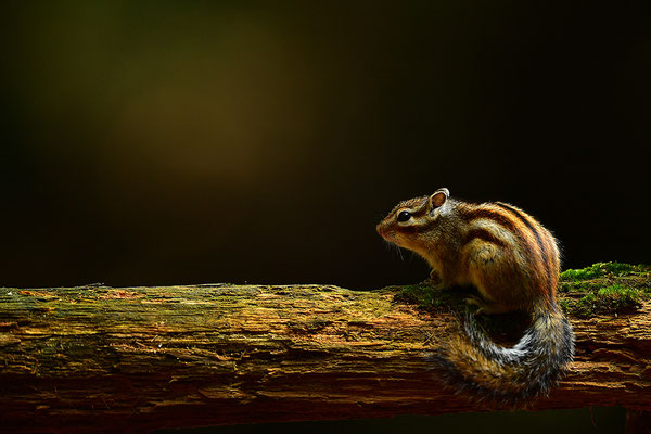 Sibirisches Streifenhörnchen