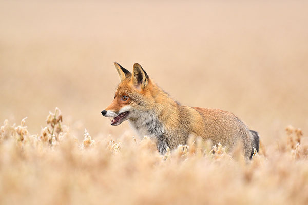 Fuchs
