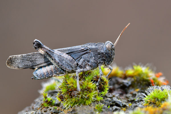 Blauflügelödlandschrecke