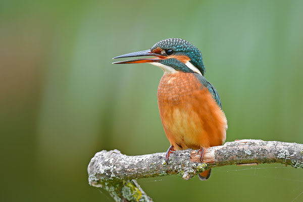 Eisvogel Weibchen