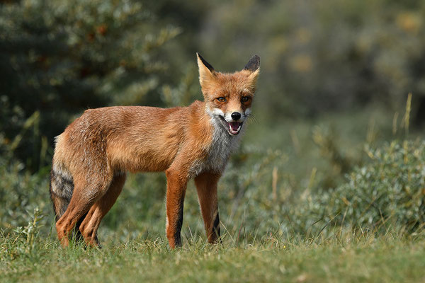 Fuchs