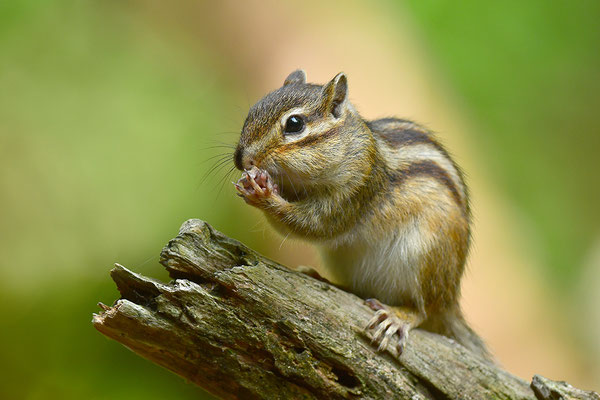 Sibirisches Streifenhörnchen